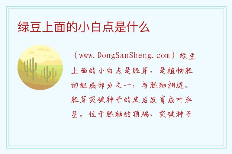 绿豆上面的小白点是什么 