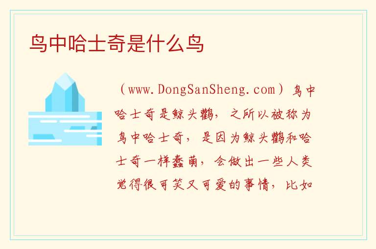 鸟中哈士奇是什么鸟 