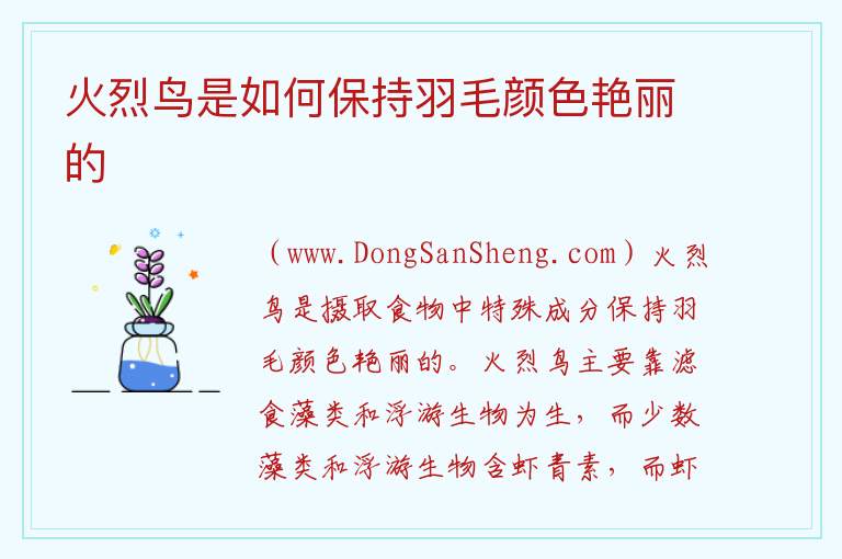火烈鸟是如何保持羽毛颜色艳丽的 