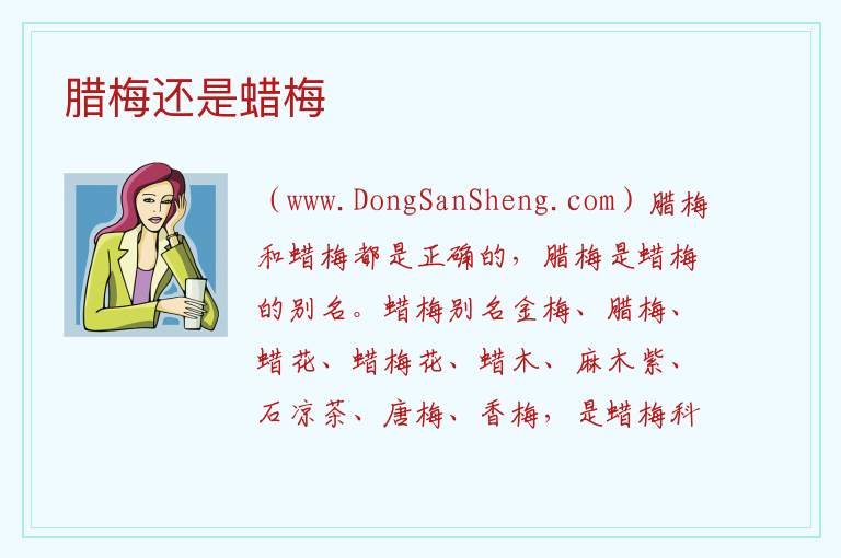腊梅还是蜡梅 