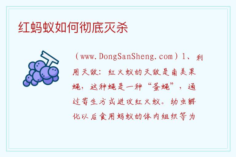 红蚂蚁如何彻底灭杀 