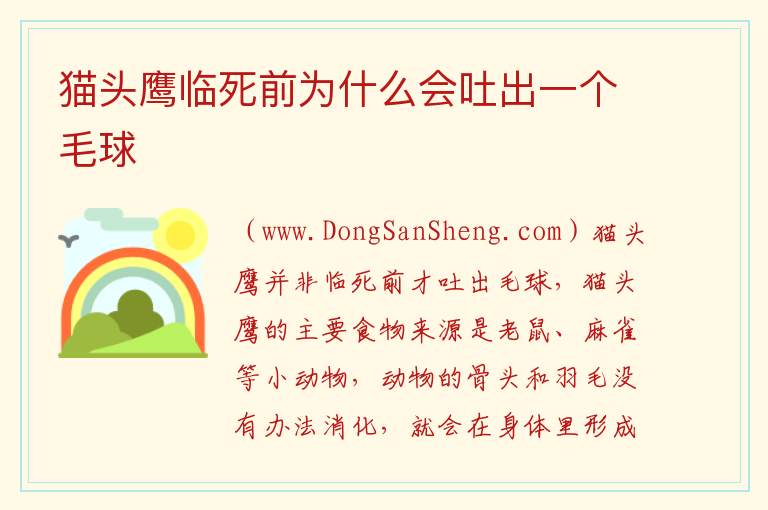 猫头鹰临死前为什么会吐出一个毛球 