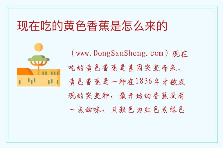 现在吃的黄色香蕉是怎么来的 