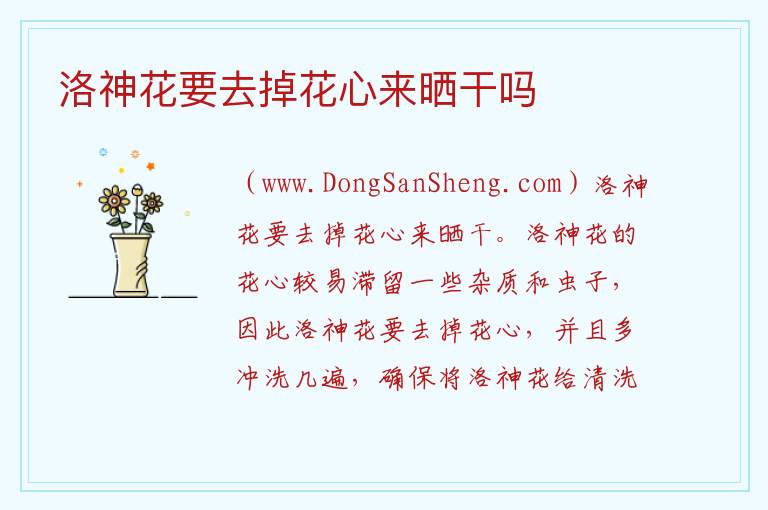 洛神花要去掉花心来晒干吗 