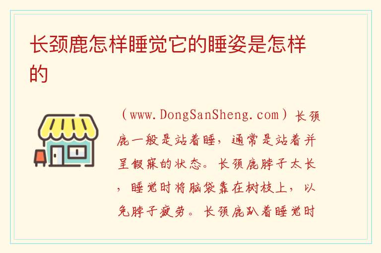 长颈鹿怎样睡觉它的睡姿是怎样的 