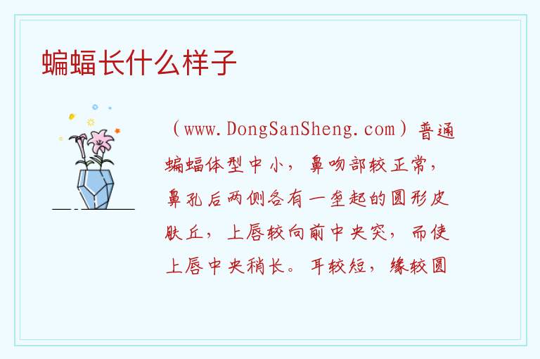 蝙蝠长什么样子 