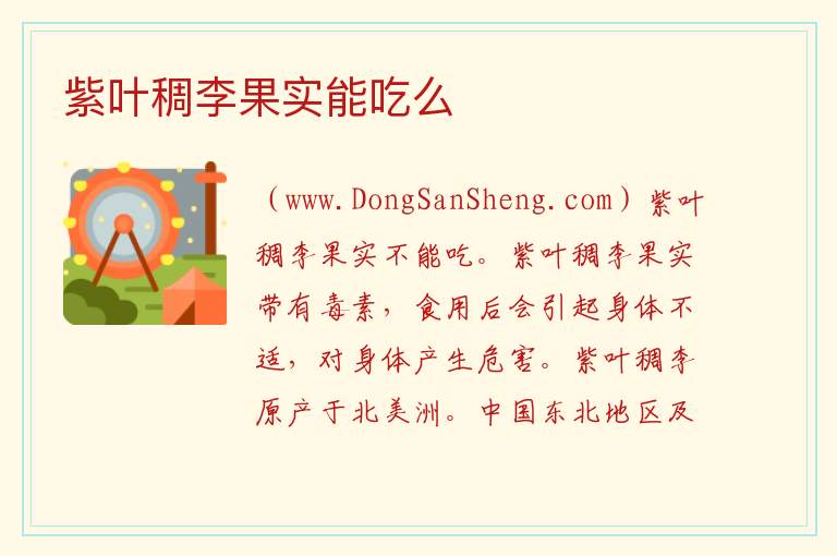 紫叶稠李果实能吃么 