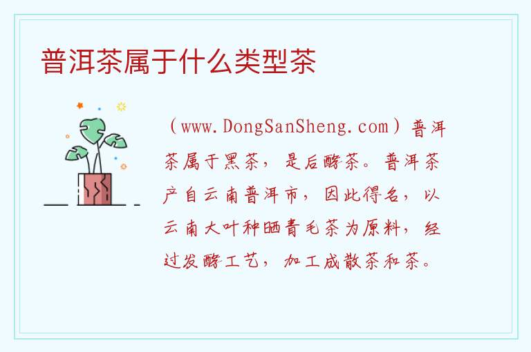 普洱茶属于什么类型茶 