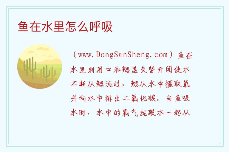 鱼在水里怎么呼吸 