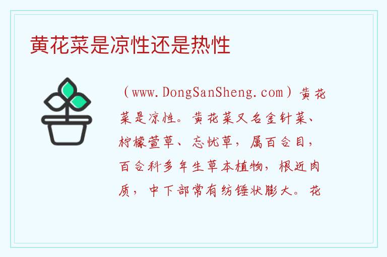 黄花菜是凉性还是热性 