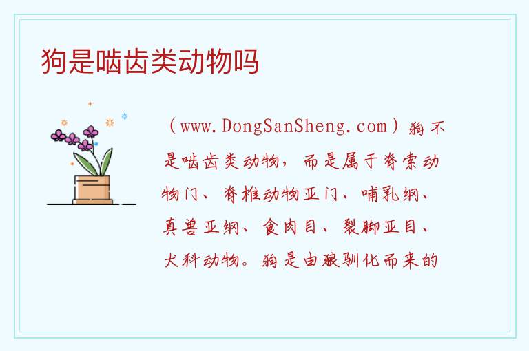 狗是啮齿类动物吗 