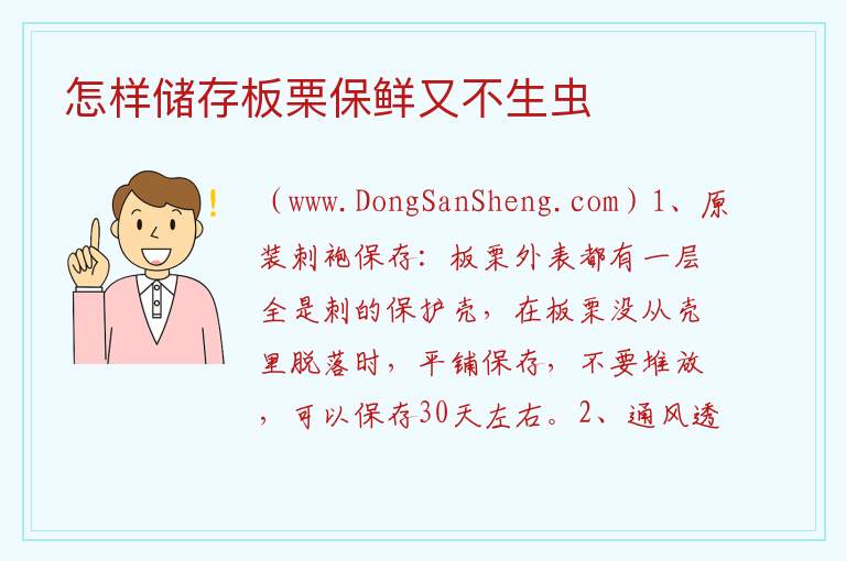 怎样储存板栗保鲜又不生虫 
