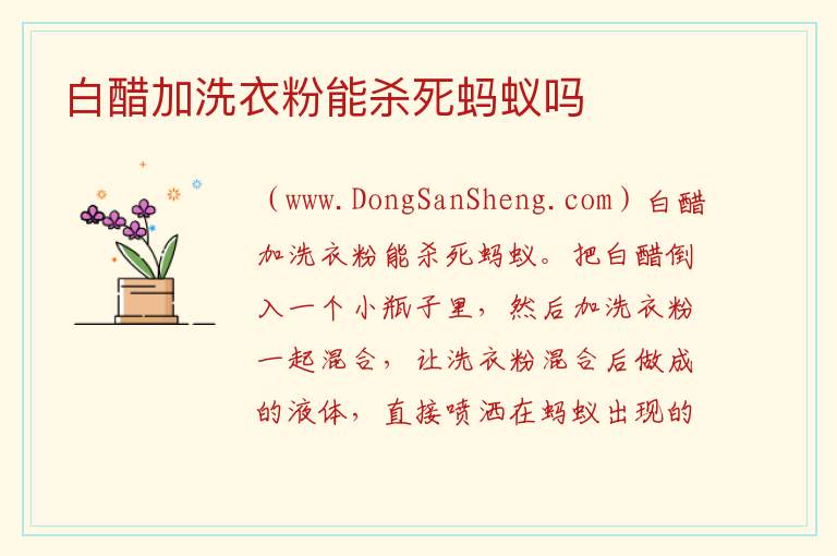 白醋加洗衣粉能杀死蚂蚁吗 
