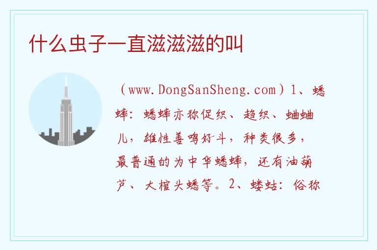 什么虫子一直滋滋滋的叫 