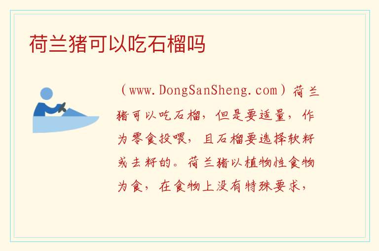 荷兰猪可以吃石榴吗 