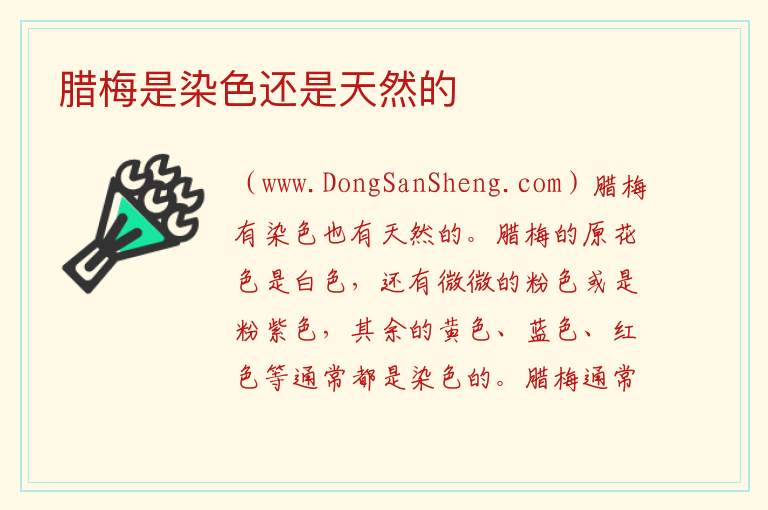 腊梅是染色还是天然的 
