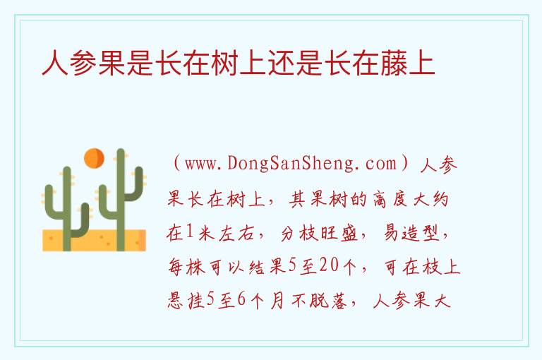 人参果是长在树上还是长在藤上 