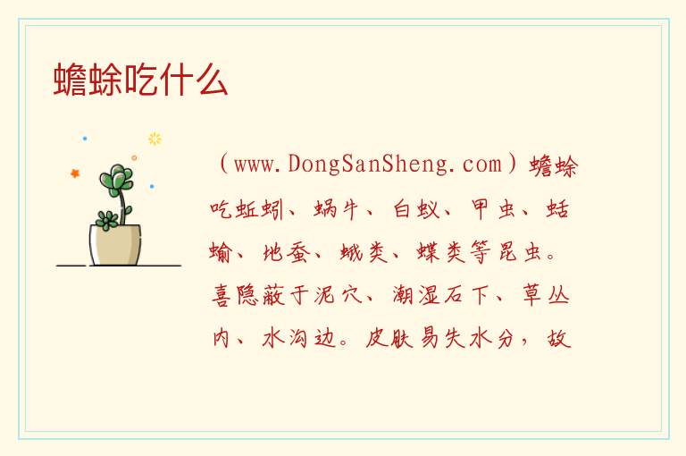 蟾蜍吃什么 