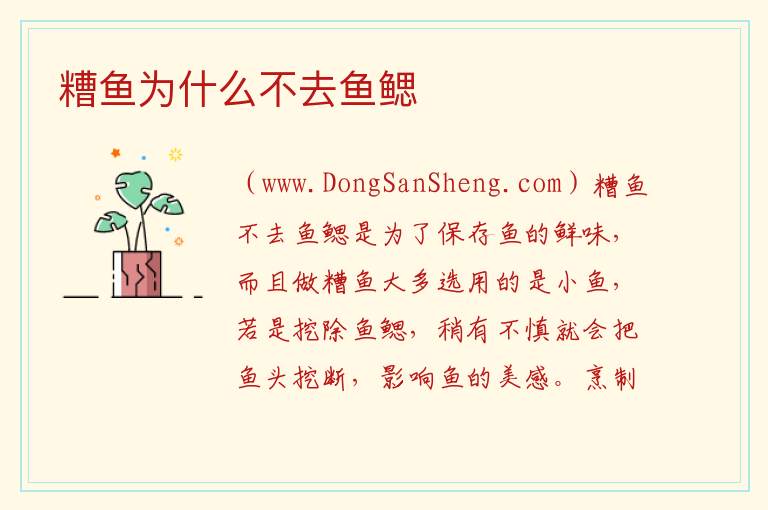 糟鱼为什么不去鱼鳃 