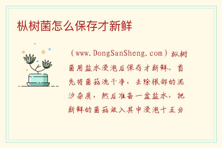 枞树菌怎么保存才新鲜 