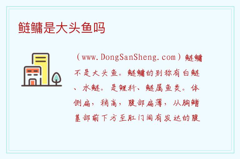 鲢鳙是大头鱼吗 