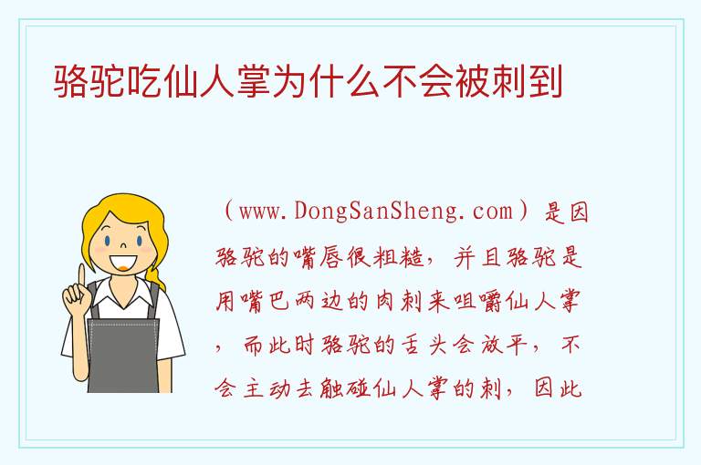 骆驼吃仙人掌为什么不会被刺到 