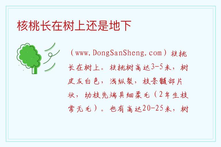 核桃长在树上还是地下 