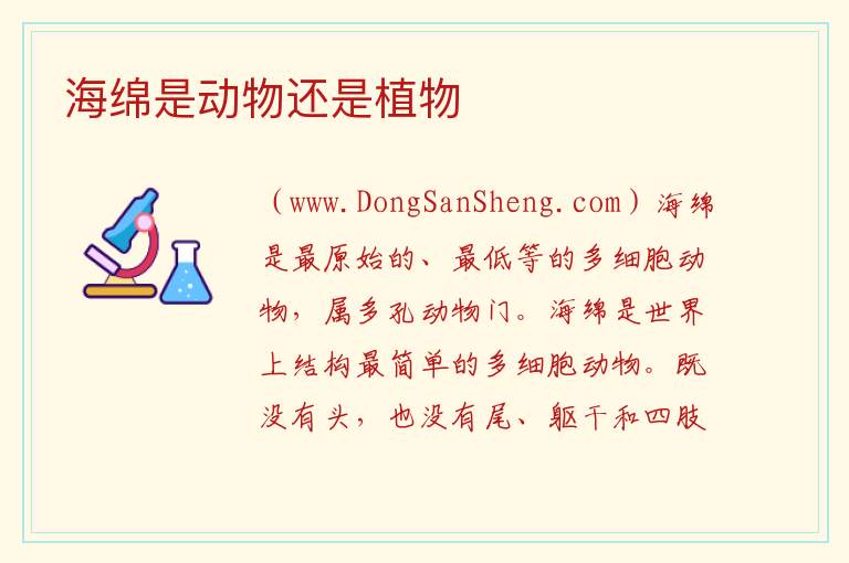 海绵是动物还是植物 