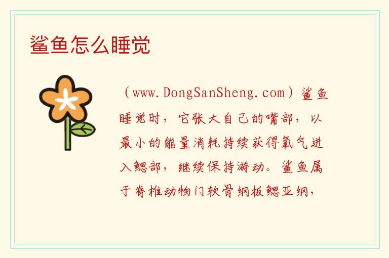鲨鱼怎么睡觉 