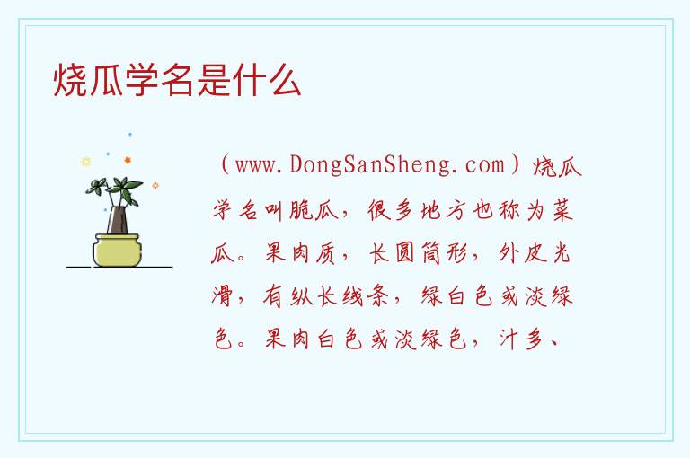 烧瓜学名是什么 