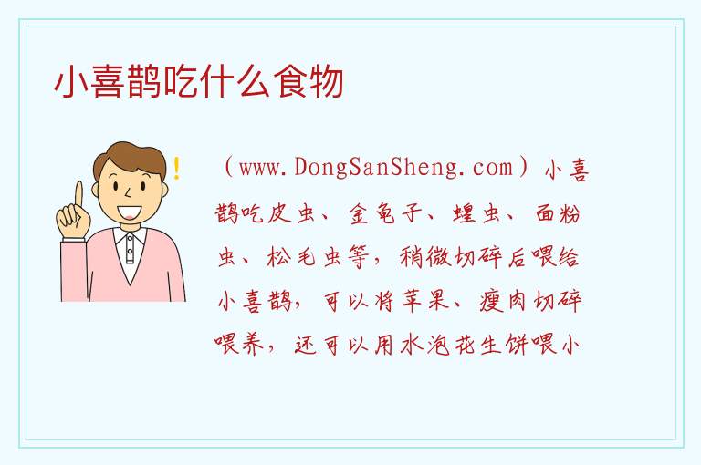 小喜鹊吃什么食物 