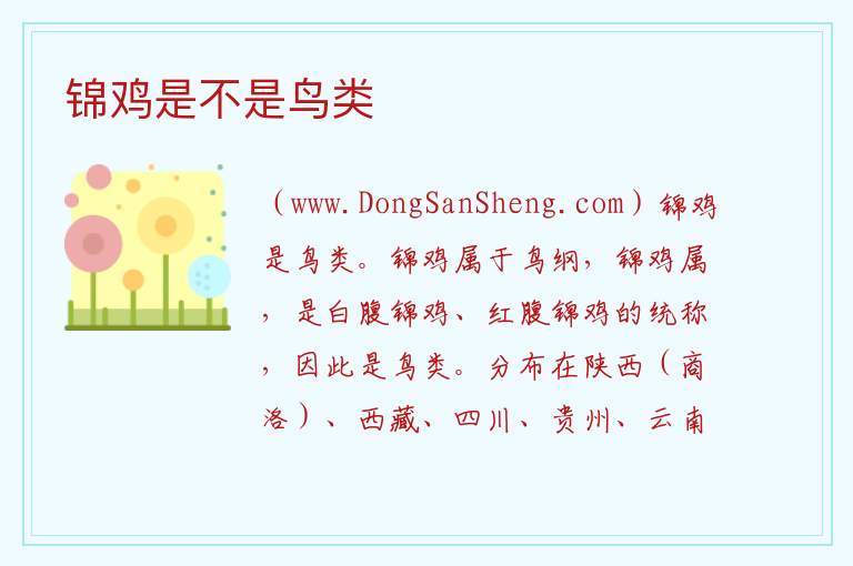 锦鸡是不是鸟类 