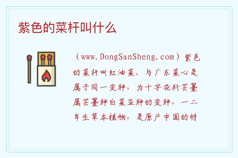 紫色的菜杆叫什么 