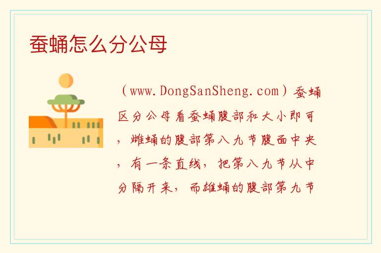蚕蛹怎么分公母 