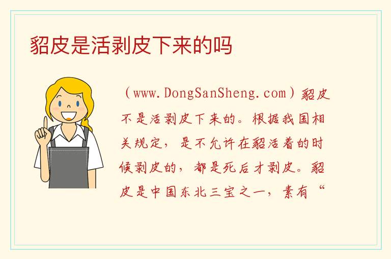 貂皮是活剥皮下来的吗 