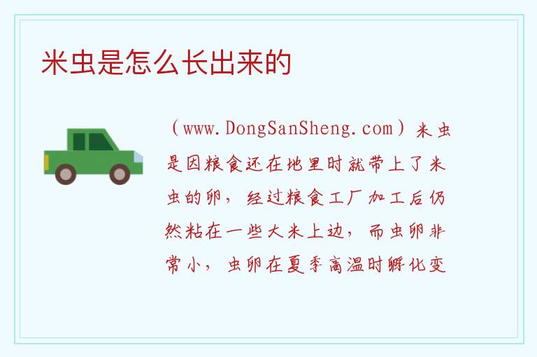 米虫是怎么长出来的 