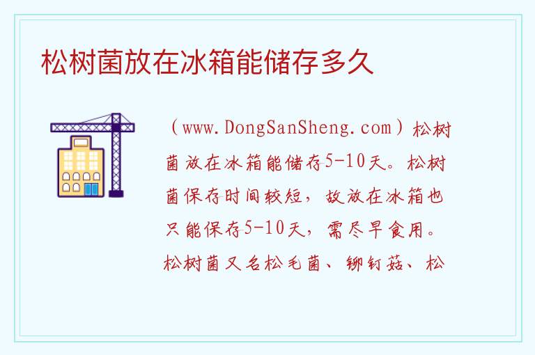 松树菌放在冰箱能储存多久 
