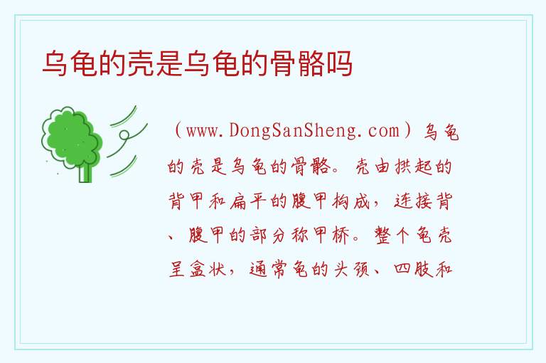 乌龟的壳是乌龟的骨骼吗 
