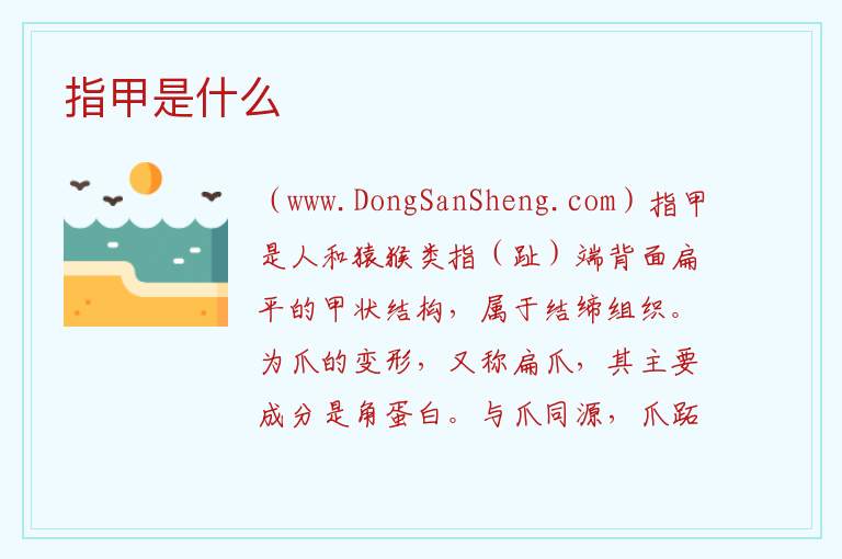 指甲是什么 
