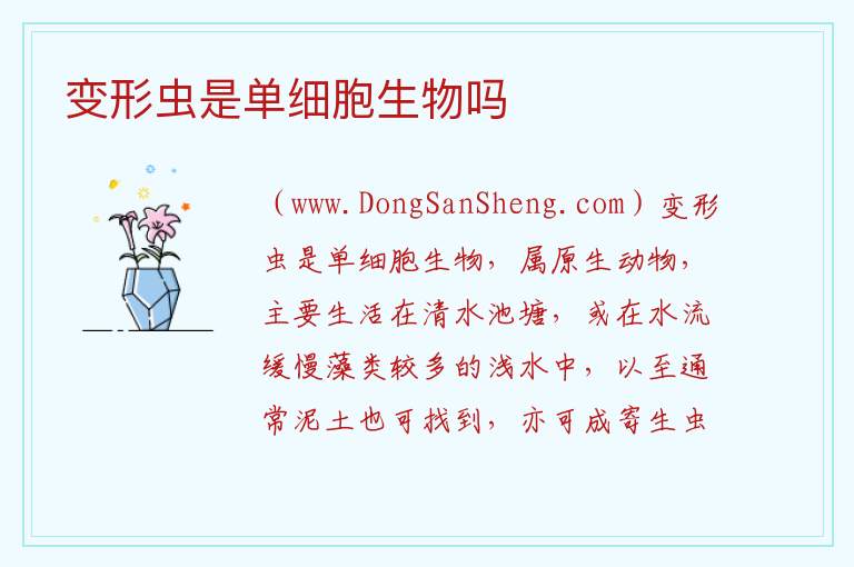 变形虫是单细胞生物吗 