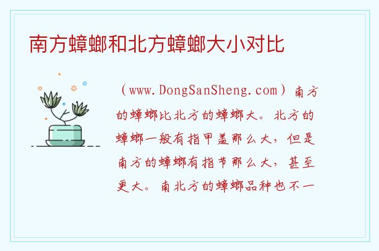 南方蟑螂和北方蟑螂大小对比 