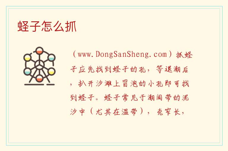 蛏子怎么抓 