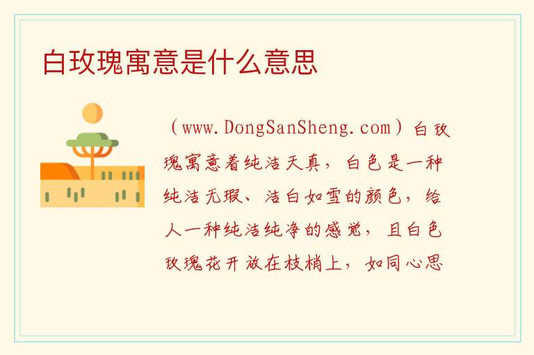白玫瑰寓意是什么意思 