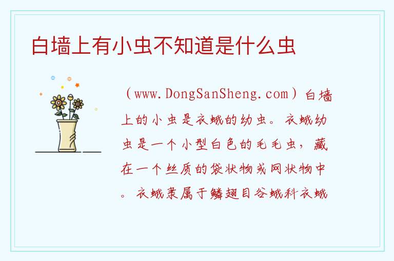 白墙上有小虫不知道是什么虫 