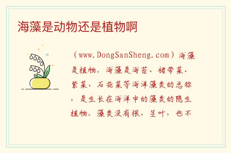 海藻是动物还是植物啊 