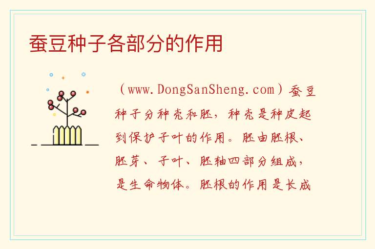 蚕豆种子各部分的作用 
