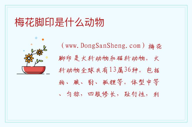 梅花脚印是什么动物 