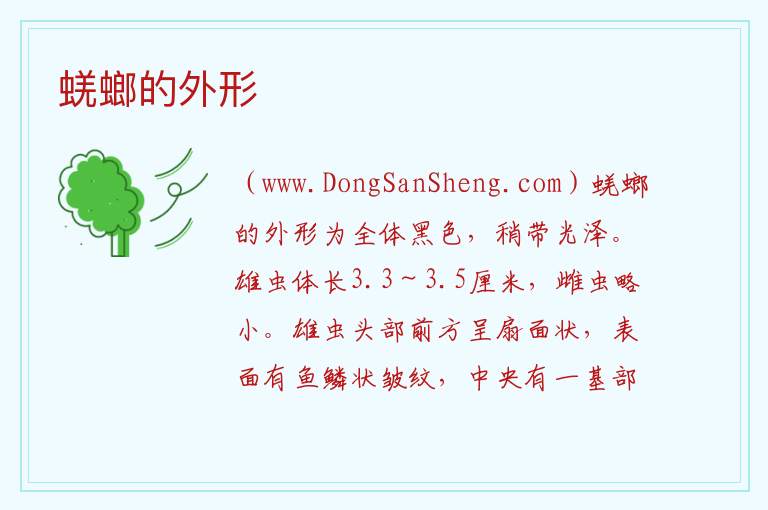 蜣螂的外形 