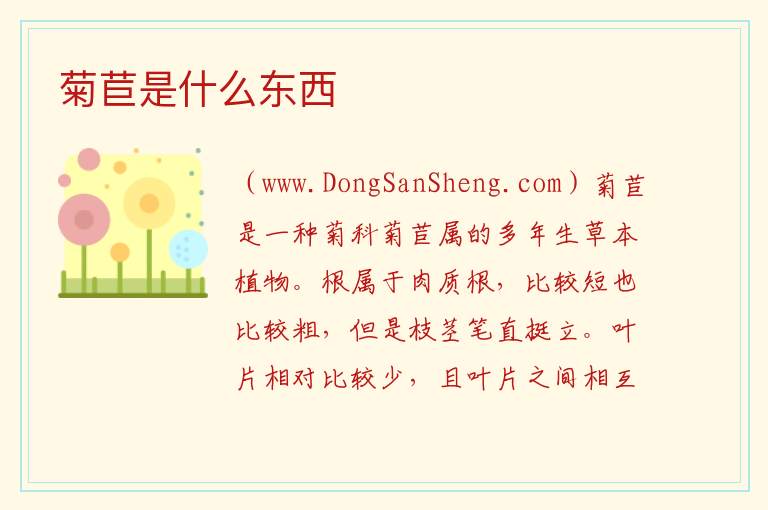 菊苣是什么东西 