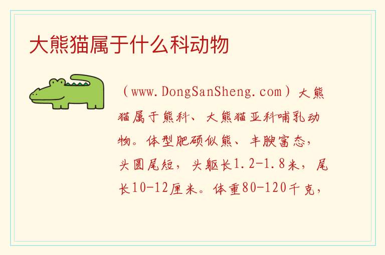 大熊猫属于什么科动物 